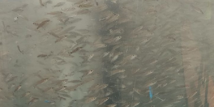 İzmit Körfezi'ne 6 bin balık yavrusu salındı