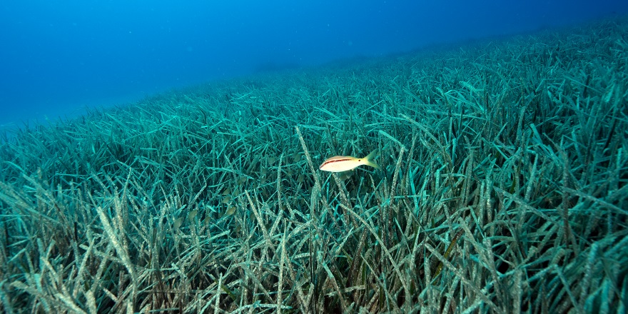 Deniz Çayırları İçin Umut Veren İş Birliği
