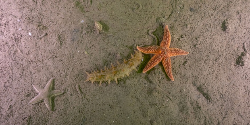 Deniz Ekosistemi Canlandı, İzmit Körfezi Hayat Buldu