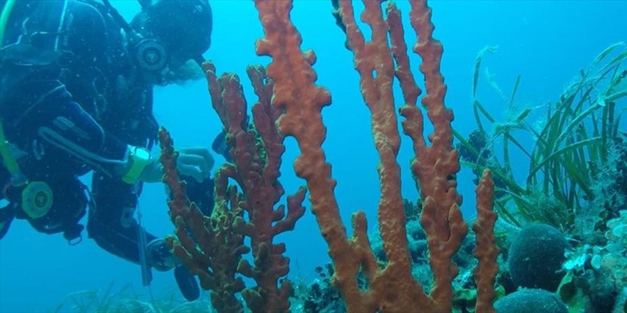 Denizlerin Dijital Envanteri Vatandaş Bilimiyle Oluşturuluyor