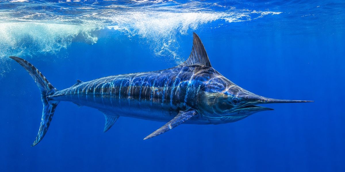 WWF-Türkiye'den Kritik Uyarı: Deniz Canlılarına Müdahale Etmeyin