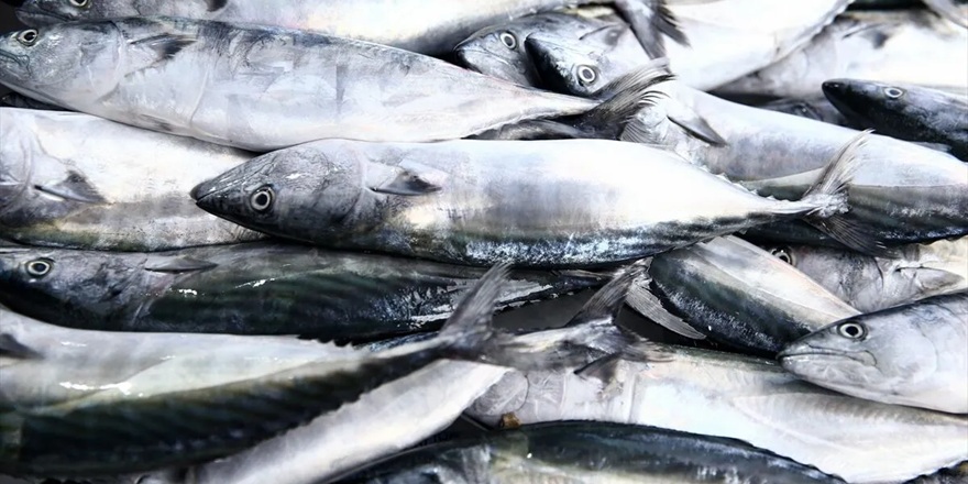 Giresun'da Palamut Sezonu Bereketli Başladı