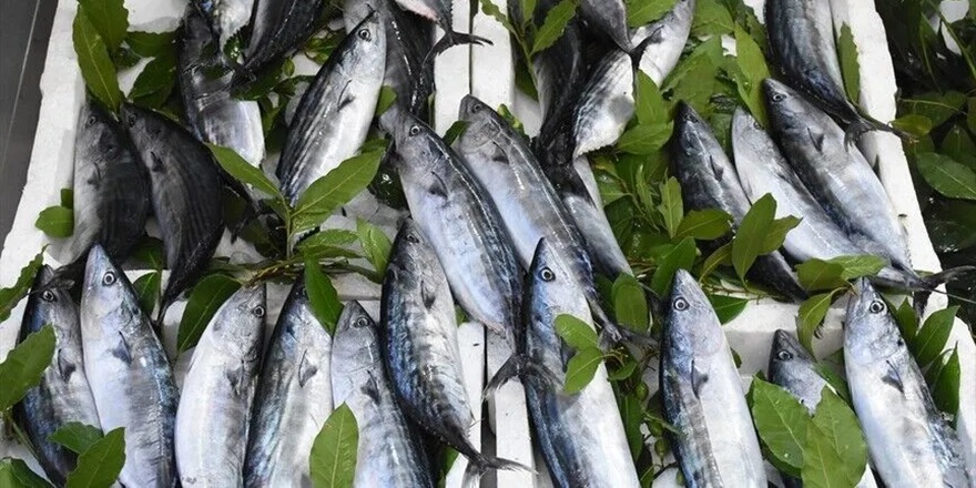 Karadeniz’de Balık Bolluğu Fiyatlara Yansıdı