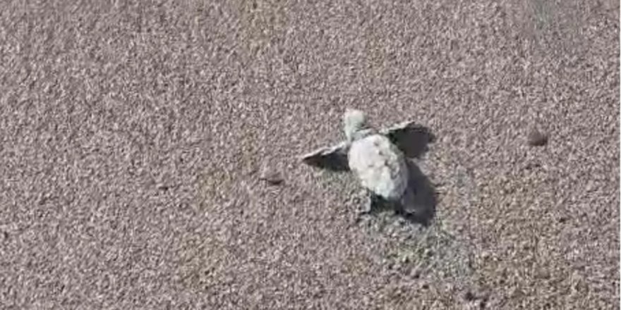 Bodrum'da 62 Caretta Caretta Yavrusu Denizle Buluştu