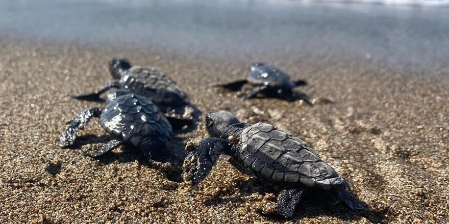 Deniz kaplumbağaları küresel ısınma nedeniyle yeni yuvalama alanları arıyor