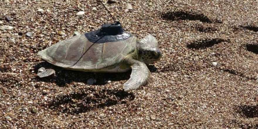 Uydu Cihazı Takılan Yeşil Deniz Kaplumbağası Denize Bırakıldı