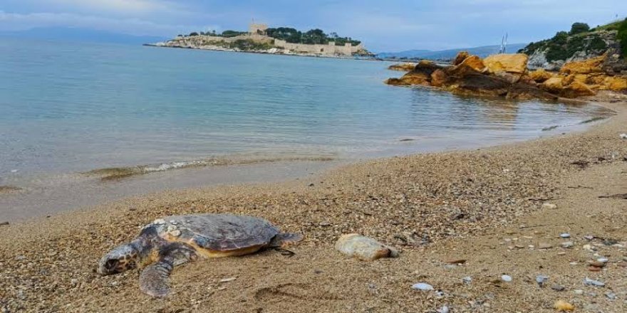 Kuşadası'nda 4 Ölü Deniz Kaplumbağası Kıyıya Vurdu