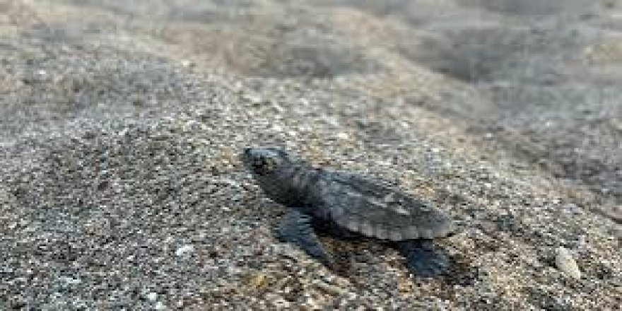 Antalya Sahillerinden 200 Bin Caretta Caretta Yavrusu Denize Ulaştı