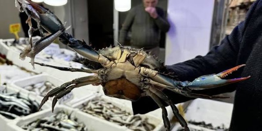Karadeniz'deki İstilacı Türler Avlanarak Ekonomiye Kazandırılacak