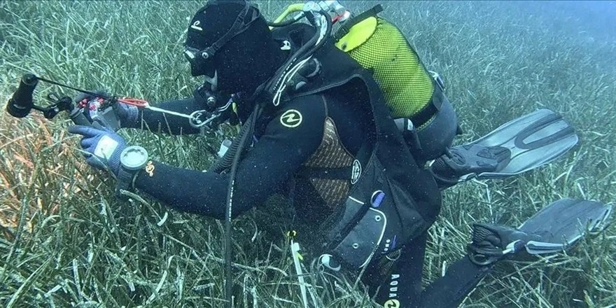 Deniz Çayırları İçin Koruma Önceliği Modeli Geliştirildi