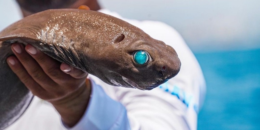 Antalya açıklarında ‘ışık saçan’ köpek balığı yakalandı