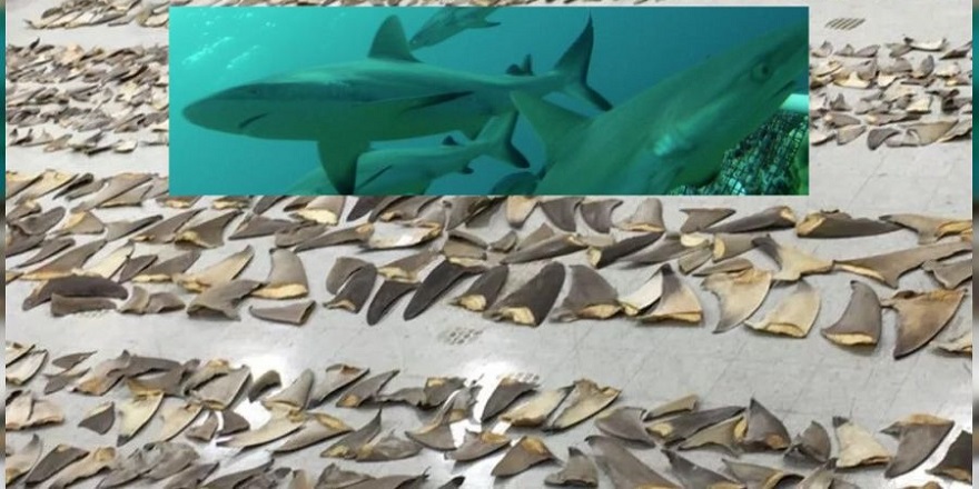 Panama'da 6.7 ton kaçak köpek balığı yüzgeci ele geçirildi