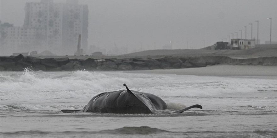 İskoçya'nın batısında kıyıya vuran 55 pilot balina öldü