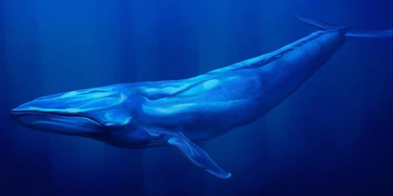 Mısırlı bilim insanları 41 milyon yıllık balina keşfettiler