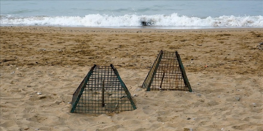 Deniz kaplumbağaları için kafesleme yöntemiyle 2 bin 551 yuva