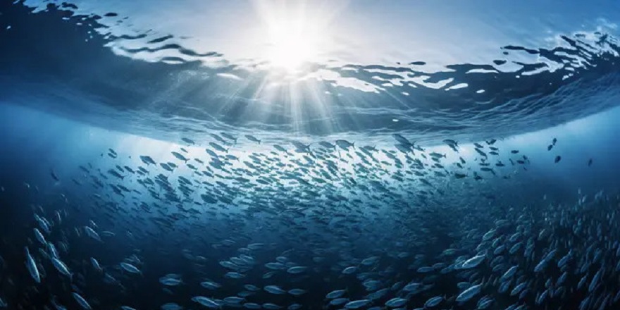 İklim değişikliği balıkların periyodik büyüme üreme ve gelişme süreçlerini de etkiledi