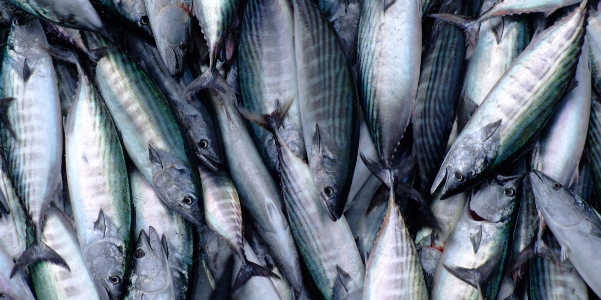 Marmara Denizi'nde tombik balığı sayısı artıyor