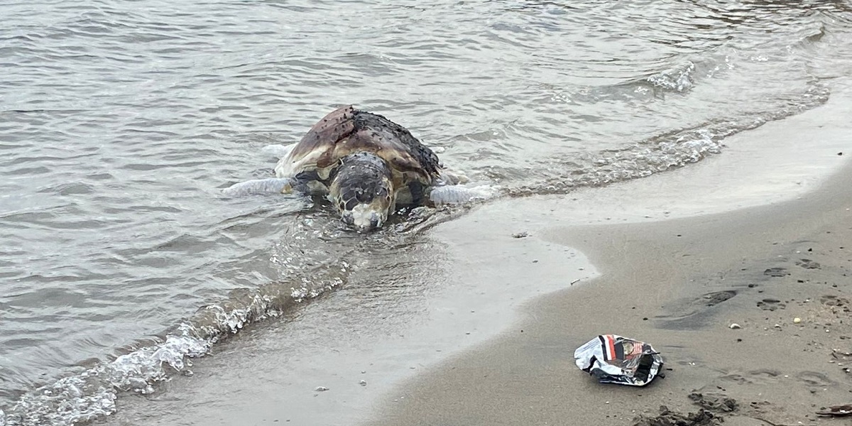 Bodrum'da ölü caretta caretta kıyıya vurdu