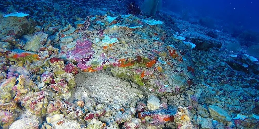 İklim krizi: Sadece sığ sularda olanlar değil, derinlerdeki mercanlar da ağarıyor