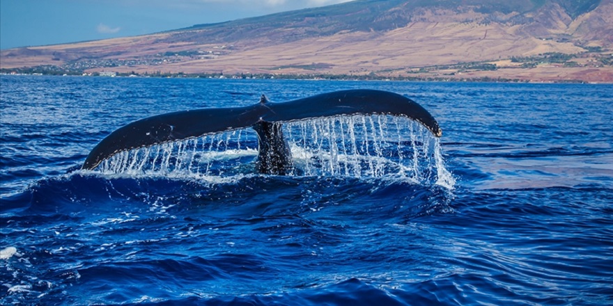 Mavi balinalar, yok edildikleri Hint Okyanusu'nu tekrar yuva ediniyor