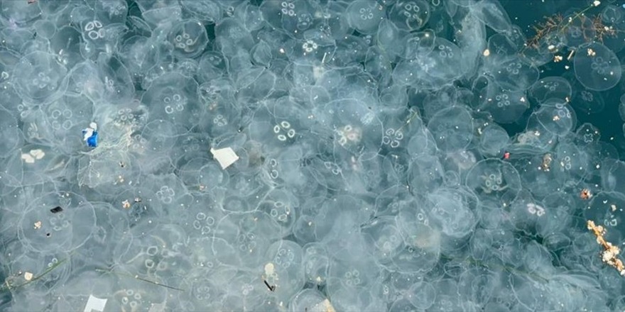 Beşiktaş sahilinde kirlilik nedeniyle denizanaları görüldü