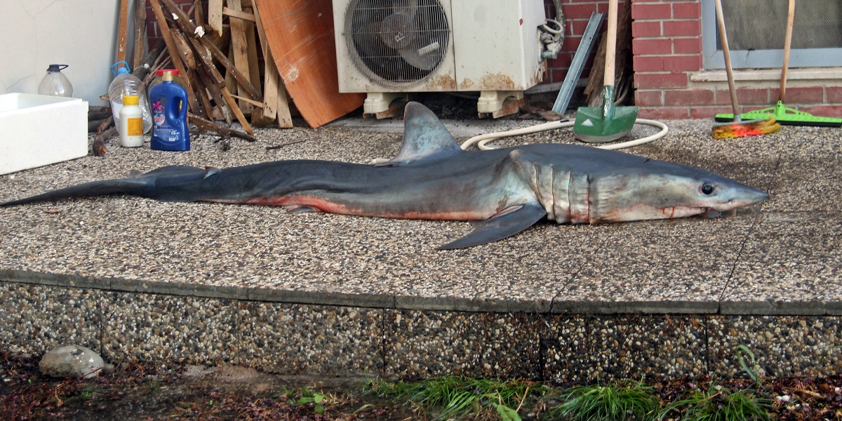 Mersin'de kısa yüzgeçli köpek balığı kıyıya vurdu
