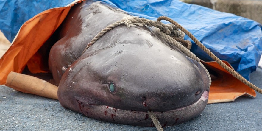 Akdeniz ilçesinde altı solungaçlı köpek balığı kıyıya vurdu