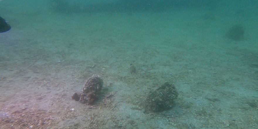 Erdek Körfezi'nde "denizlerin doğal filtresi" genç pinalara rastlandı