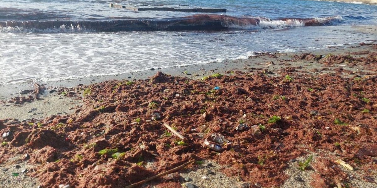 Tekirdağ'da sahil kızıl yosunlarla kaplandı
