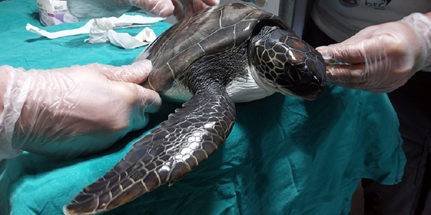 Hayalet ağa dolanarak yaralanan yavru kaplumbağa tedavi ediliyor