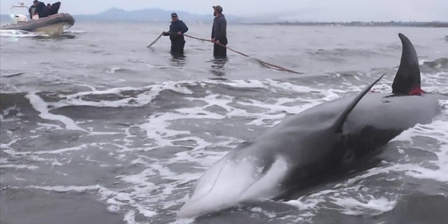 Akdeniz'de gagalı balinaların deprem nedeniyle ölmediği değerlendiriliyor