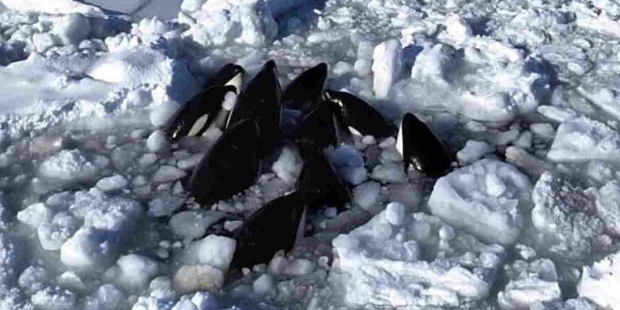 Japonya'nın kuzeyinde sürüklenen buzda 10 katil balina sıkışıp kaldı