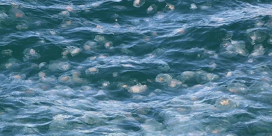 Denizanası popülasyonunda sıcaklık ve kirlilik etkili oluyor