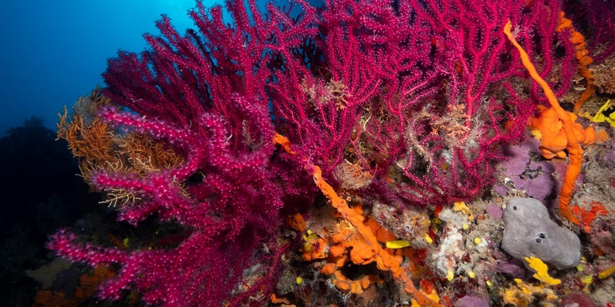 Deniz suyu sıcaklıkları mercanların sağlığını tehdit ediyor
