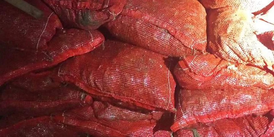 Yalova'da 1 ton 150 kilogram kaçak midye ele geçirildi
