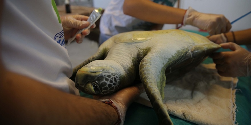 DEKAMER'de 16 yılda 360 deniz kaplumbağası tedavi edildi