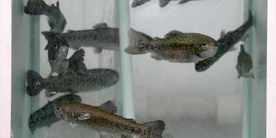 Su Canlıları Araştırmasında Balık Beyninde Mikroplastik Parçacıklar Belirlendi