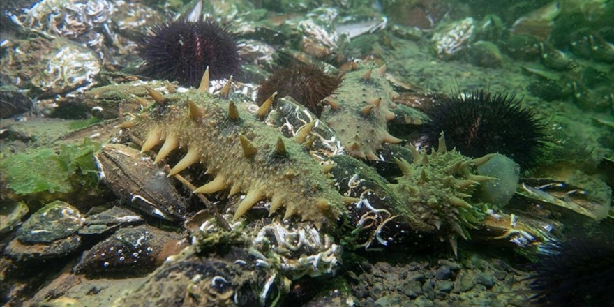 "Japon deniz hıyarı"nın İzmit Körfezi'ndeki popülasyonu artıyor