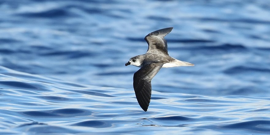 Nadir deniz kuşu türlerinden "Desertas petrel"in kasırgaları takip ettiği gözlemlendi