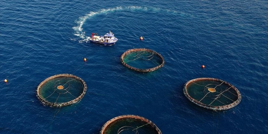  Doğu Karadeniz, su ürünleri ihracatında yılın ilk yarısını yüzde 11 artışla kapattı