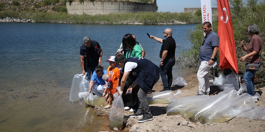 Çanakkale'deki baraj ve göletlere 1 milyon 750 bin sazan yavrusu bırakıldı