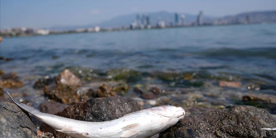 İzmir Körfezi’ndeki balık ölümlerini "yılların kirlilik birikimi" tetikledi