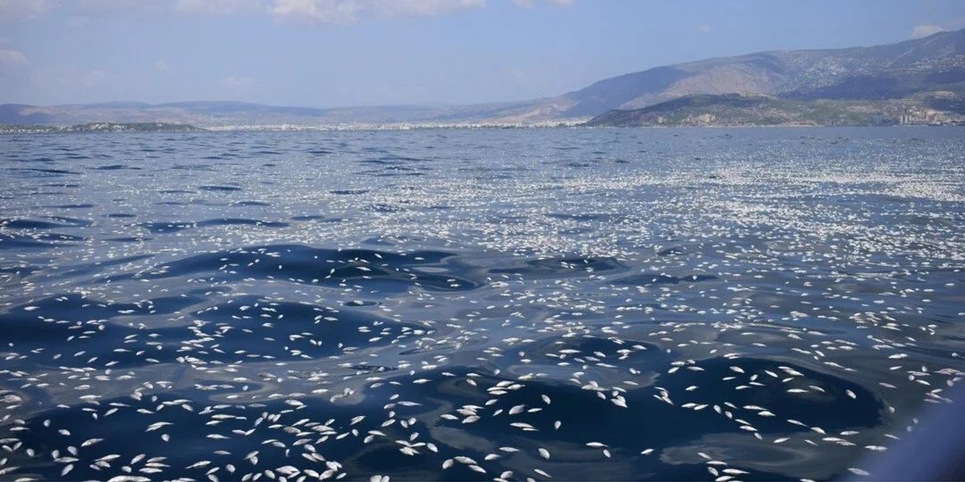 Yunanistan'daki balık ölümleri, bölge sakinlerini zor durumda bıraktı