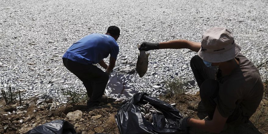 Yunanistan'ın Volos kentinde tonlarca ölü balık nedeniyle OHAL ilan edildi