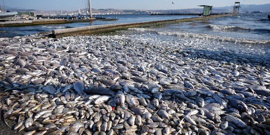 İzmir Körfezi'nde balık ölümleri devam ediyor