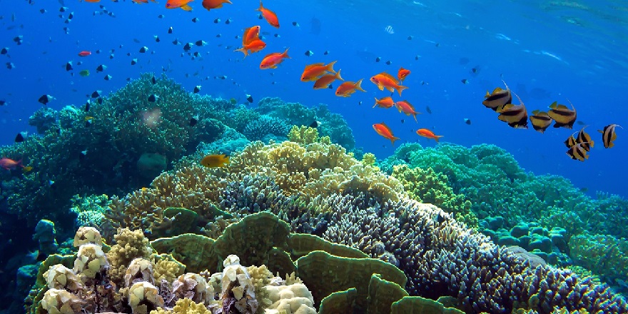 Üçlü stres faktörü deniz canlılarını etkiliyor