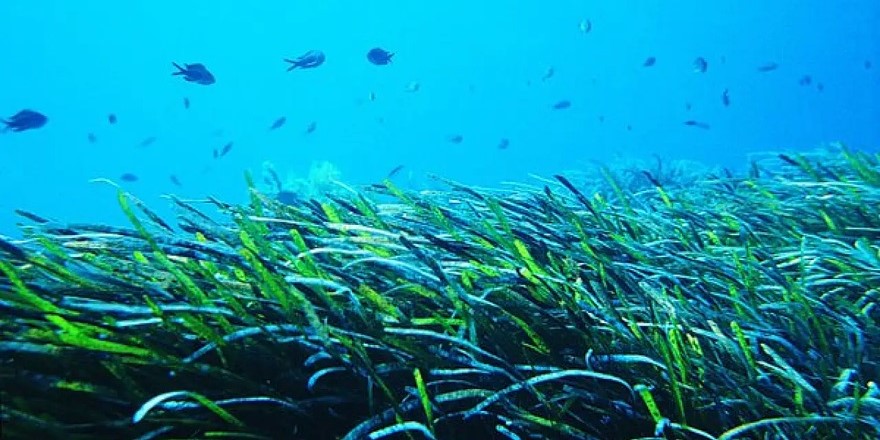 Deniz çayırı popülasyonunun iyileştirilmesi için restorasyon projesi hazırlandı