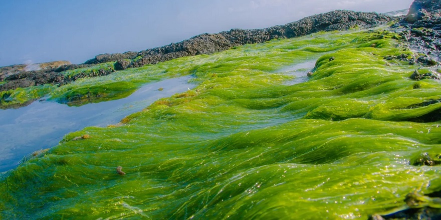 Metan emisyonunu azaltmak için deniz yosunu takviyesi