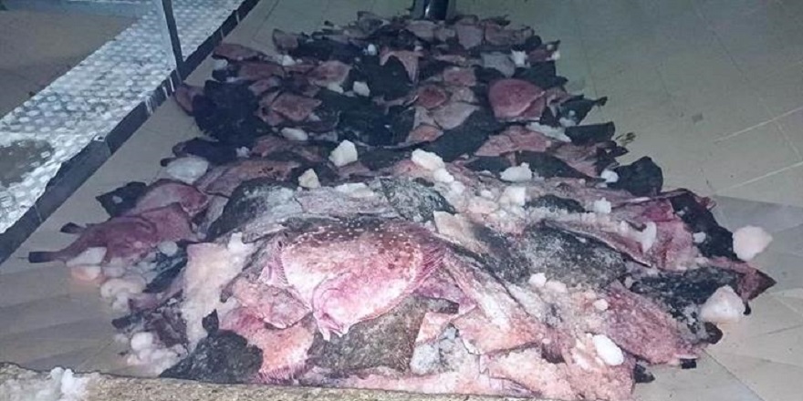 Karadeniz'de kaçak avlanan 3 bin 620 kilogram kalkan balığına el koyuldu