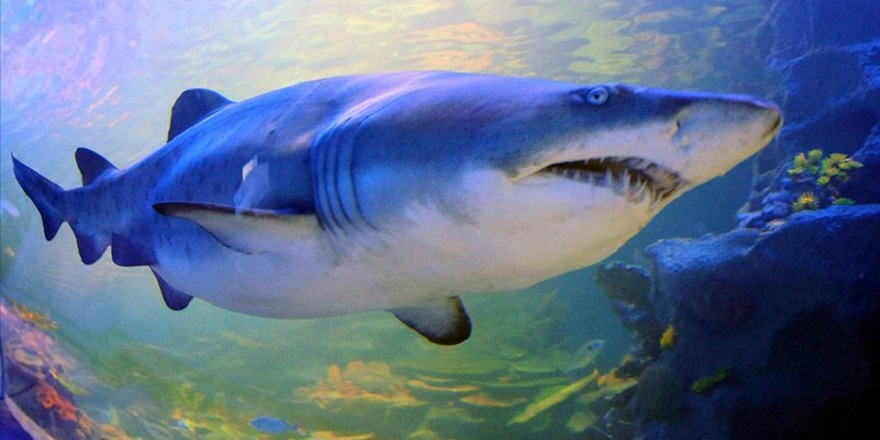 Akdeniz'deki köpekbalıkları ve vatoz türlerinin yarısından fazlası yok olabilir